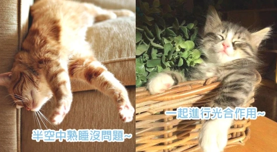 寵物貓親密互動