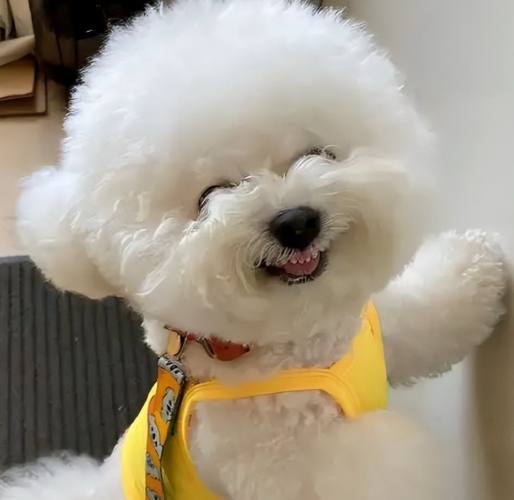 比熊犬購買費用