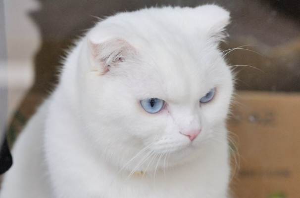 白色波斯貓特點