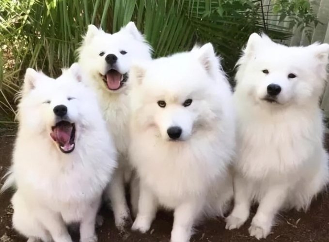 狗狗魚油副作用