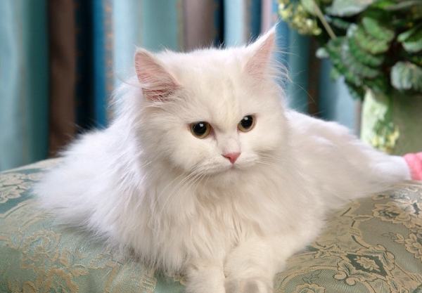 白色波斯貓特點