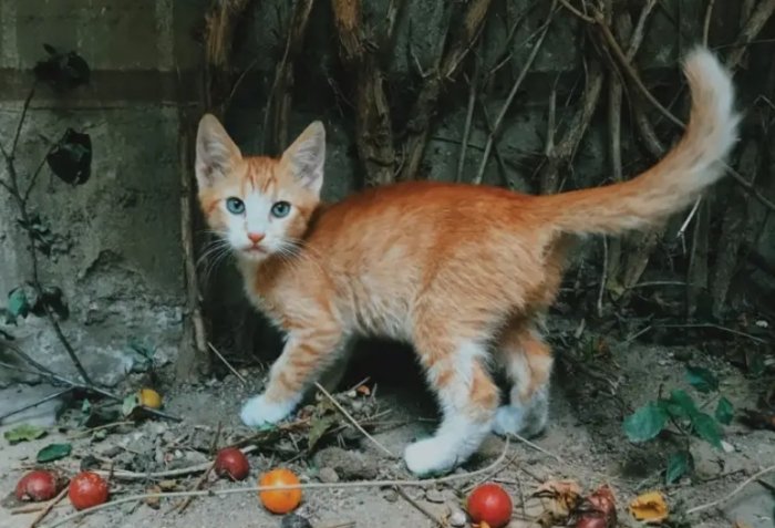 貓尾巴行為解析