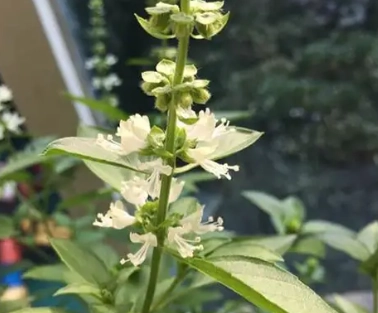 九層塔開花處理方法