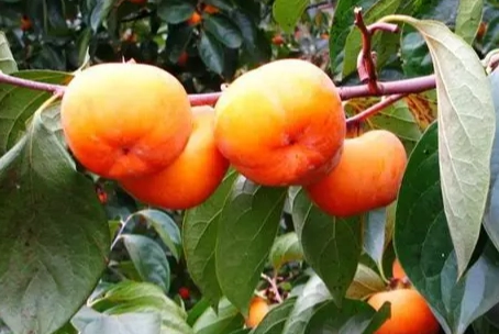 台灣柿子種類