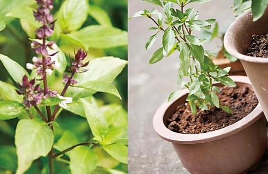 九層塔栽培技巧