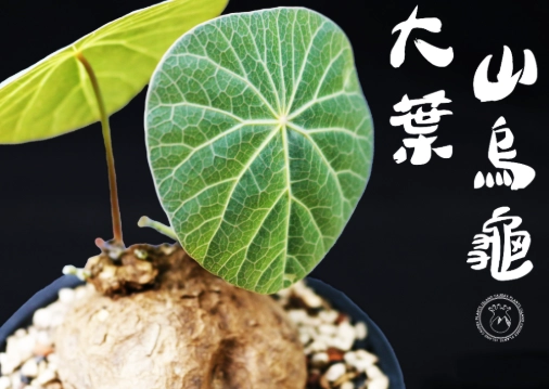 預防山烏龜爛根