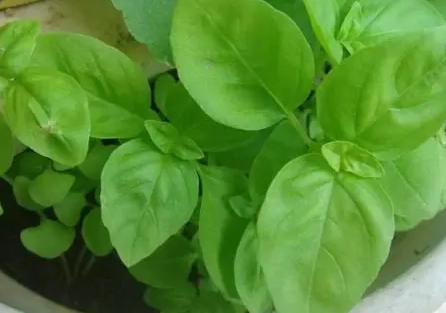 九層塔種植技巧