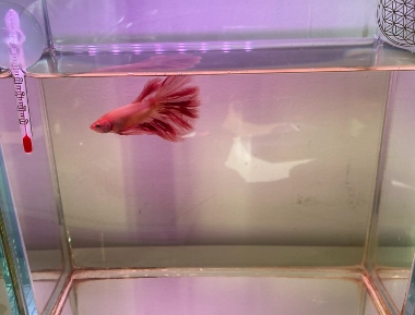 鬥魚換水後不動處理