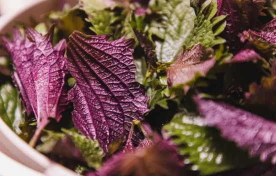 紫蘇葉生理期調理