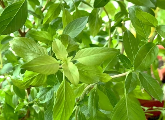 九層塔修剪方法