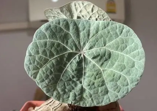 多肉植物發根技巧