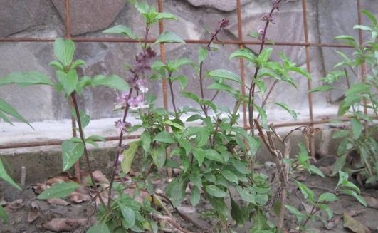 九層塔種植技巧