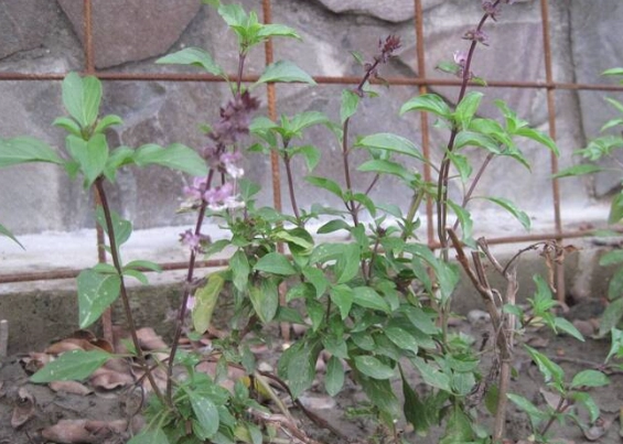 九層塔生長管理