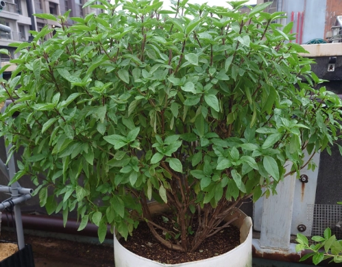 九層塔生長管理