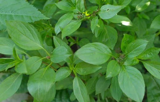 九層塔挑選技巧