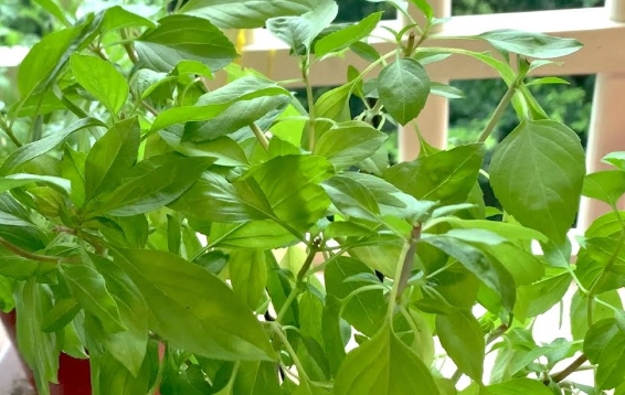 香草植物木質化