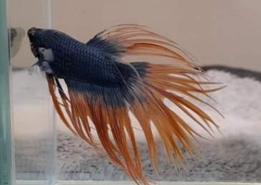 鬥魚換水後不動原因