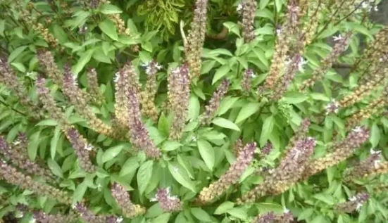 九層塔養護方法