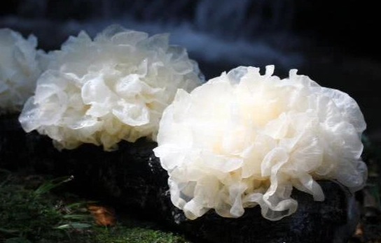 雪耳可以隔夜吃嗎