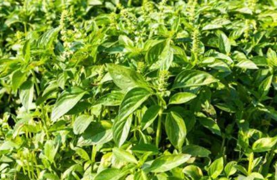 九層塔曬太陽方法