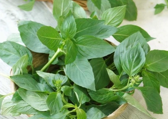 九層塔栽培季節