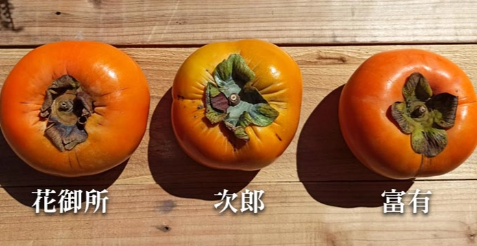 柿子品種比較