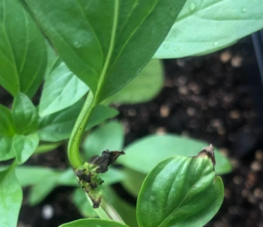 九層塔葉子掉落原因