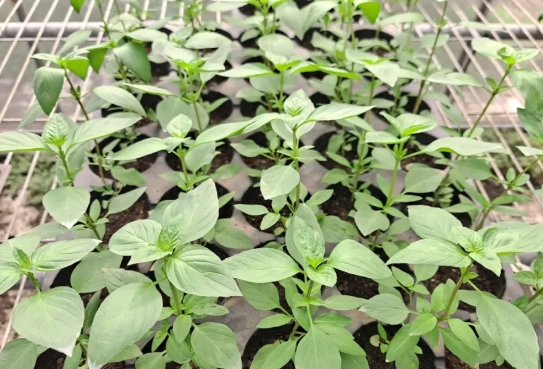 九層塔病蟲害防治