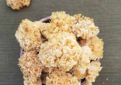 乾雪耳如何保存