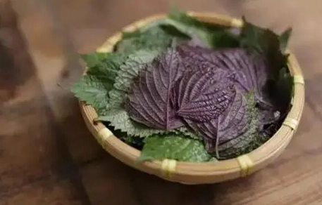 紫蘇葉生理期調理