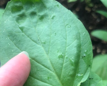 九層塔養護技巧