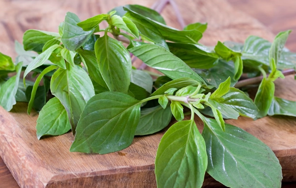 九層塔葉子變黑