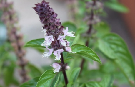 九層塔採收時機