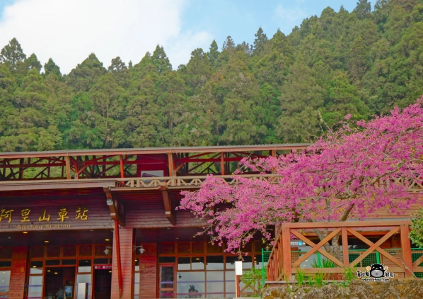 阿里山門票價格