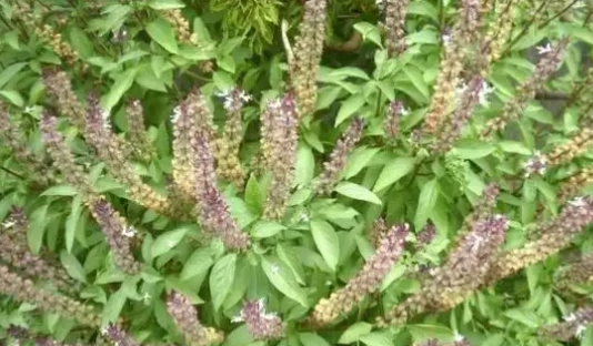 九層塔種植技巧