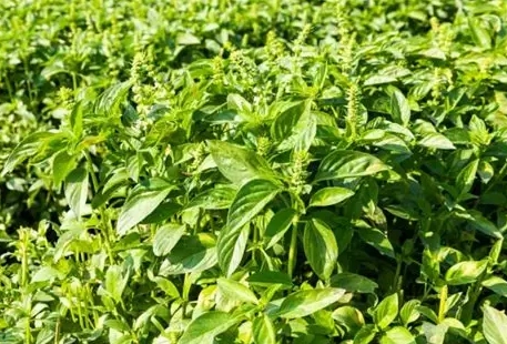 九層塔種植技巧