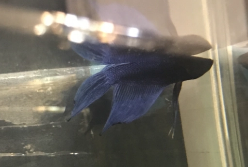 鬥魚換水後不動原因