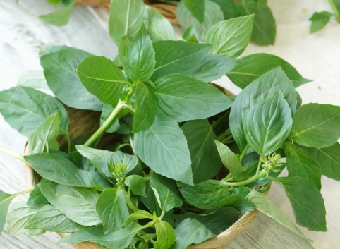 九層塔種植技巧