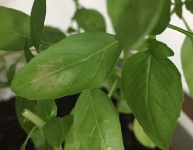 九層塔葉子掉落原因