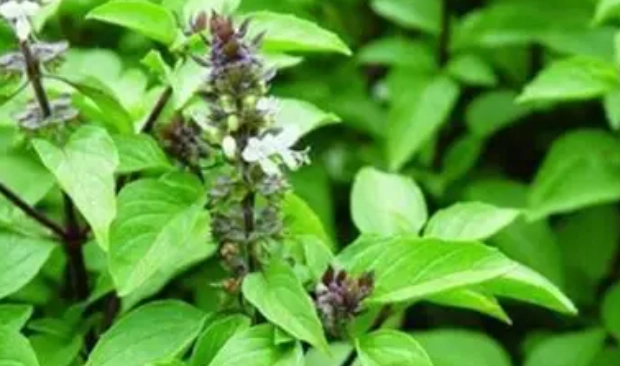 九層塔種植高度