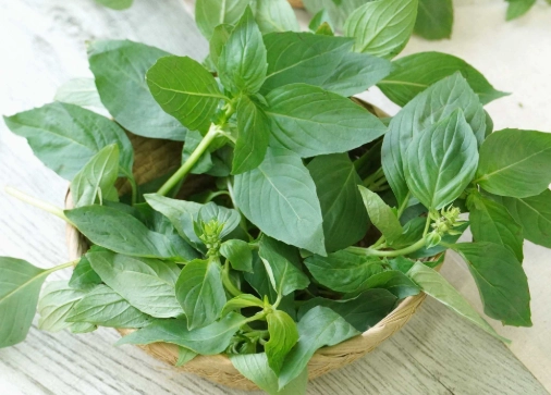 九層塔修剪方法