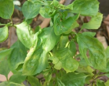 九層塔葉子捲曲處理