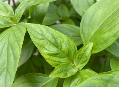 九層塔病蟲害症狀