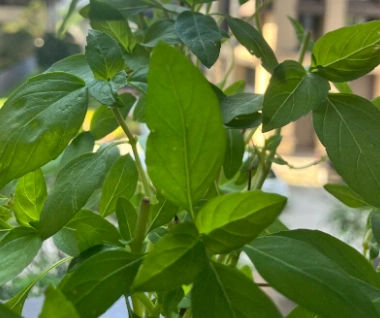 九層塔葉子小原因