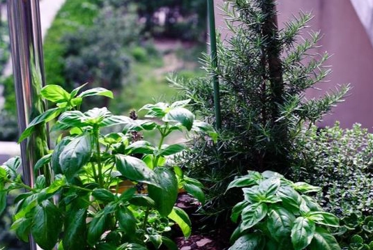 九層塔種植養護