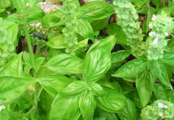 曬乾九層塔技巧