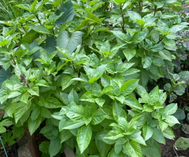 九層塔種子處理方法