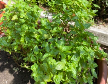 九層塔葉子捲曲原因