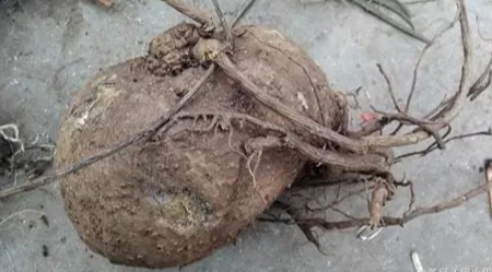 預防山烏龜爛根