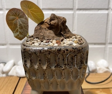 山烏龜生根方法